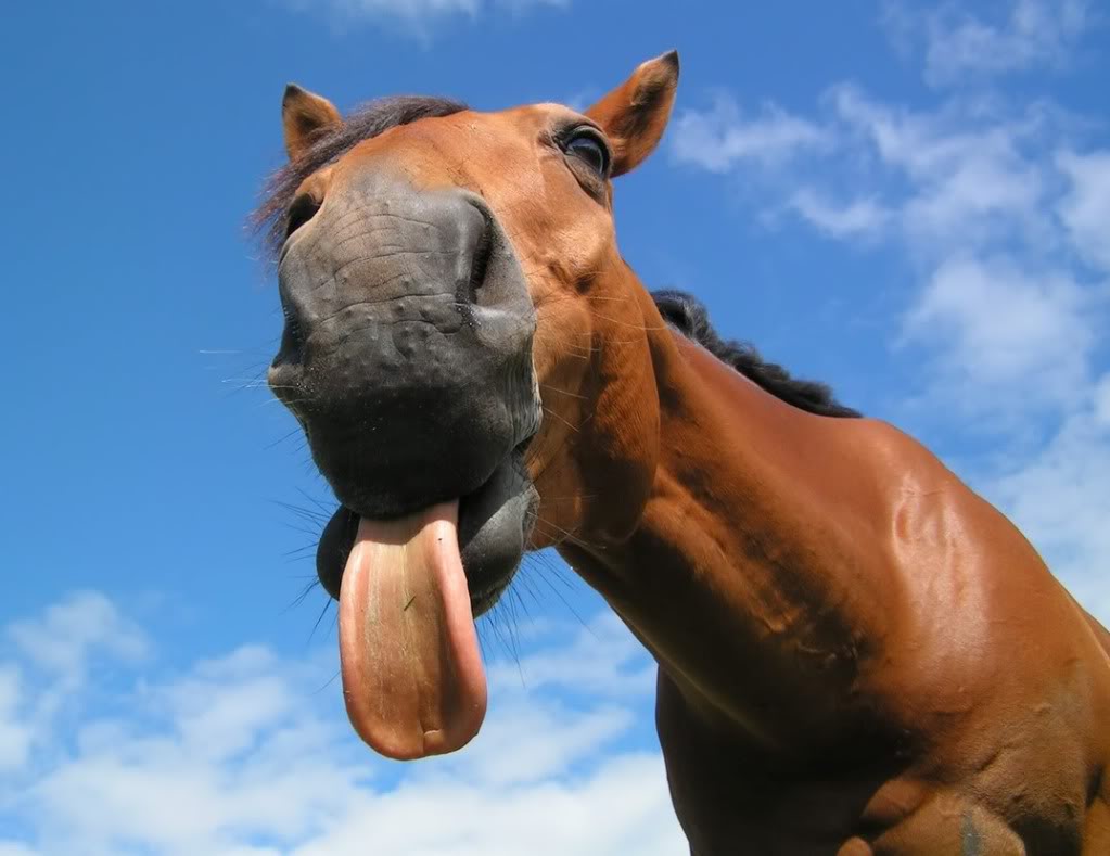Febbre da cavallo Animalovers Febbre da cavallo Animalovers