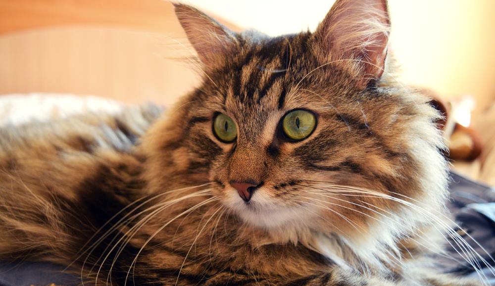 Come Rimuovere I Peli Di Gatto Dai Tessuti Consigli Fai Da Te