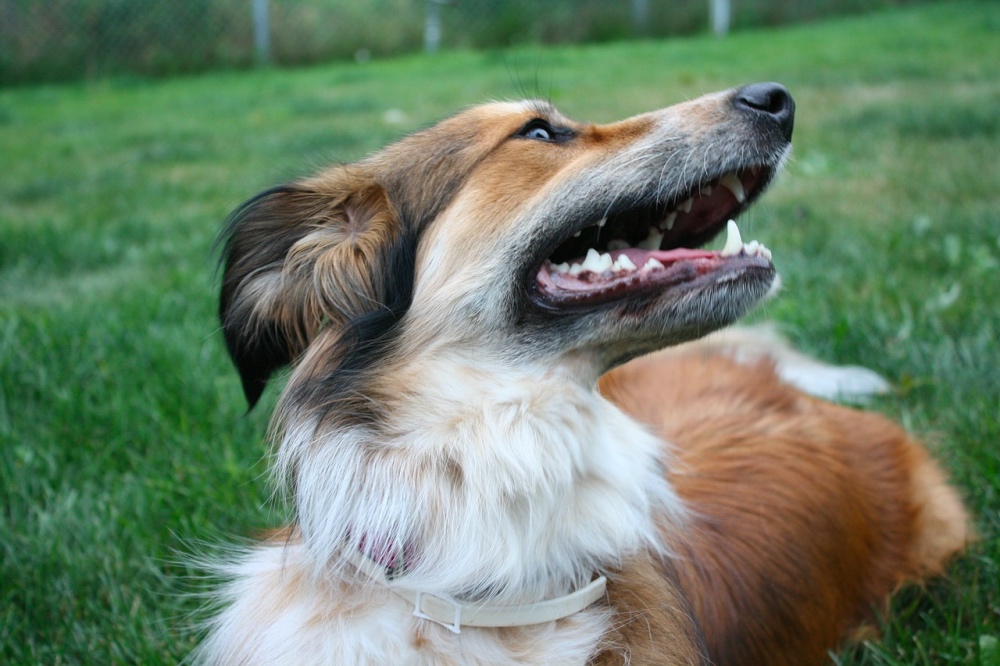 5 razze di cane pastore tutte da amare manto, caratteristiche e comportamento