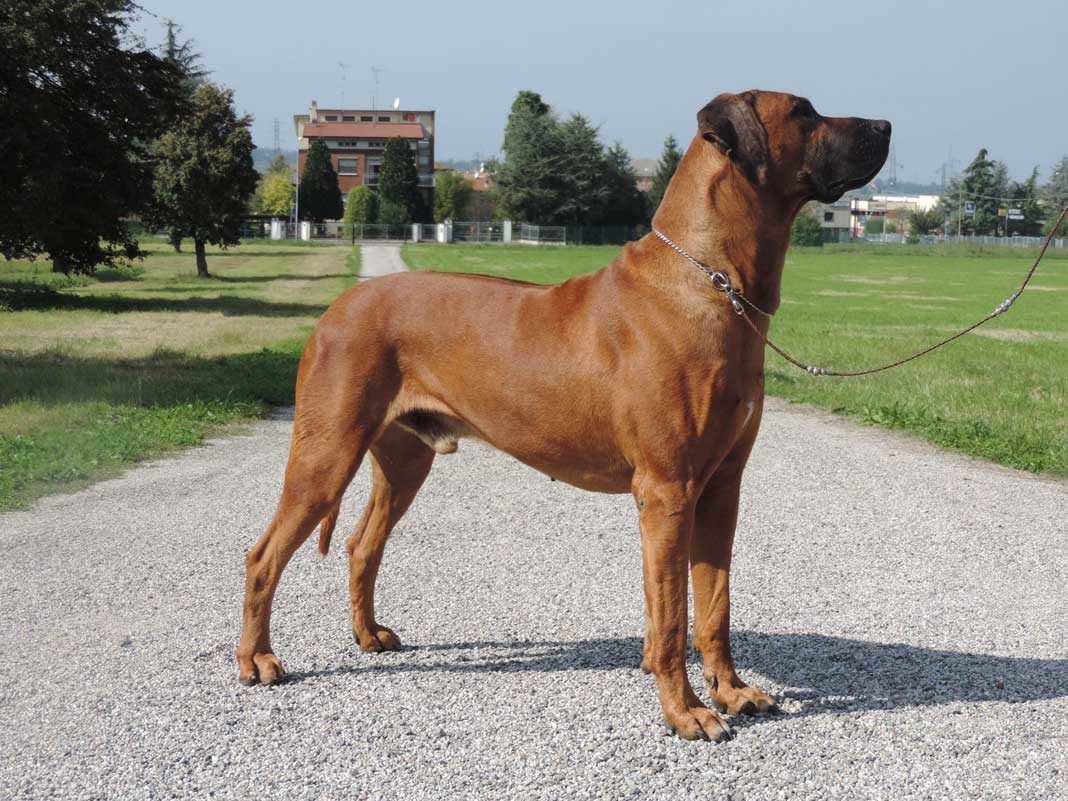 Rhodesian Ridgeback caratteristiche e carattere del cane leone Animalovers