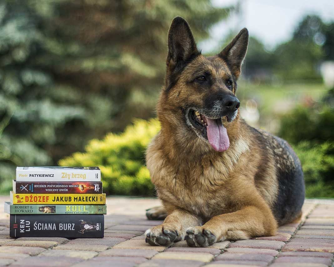 Preparare Il Cane Allinizio Della Scuola Animalovers
